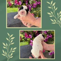 Doc - Black male Australian Labradoodle puppy in Cashmere, Washington from Mountain Home Doodles
