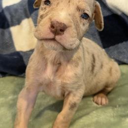 Cyrus - Silver male Great Dane puppy in Hutchinson, Kansas from Dappled Danes
