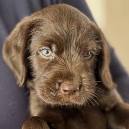 Pine - Chocolate male Australian Labradoodle puppy in Concord, California from Golden State Good Dogs