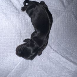 BLACK & TAN BRINDLE MALE - Black and tan Dachshund puppy in Butler, Ohio from Davis’s Dachshunds
