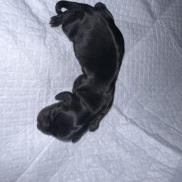 BLACK & TAN BRINDLE MALE - Black and tan Dachshund puppy in Butler, Ohio from Davis’s Dachshunds