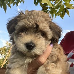 Abby - Fawn female Havanese puppy in North Richland Hills, Texas from A Royal Havanese Court