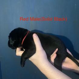 Labrador Retriever Puppies from Shadows Lovely Kennel
