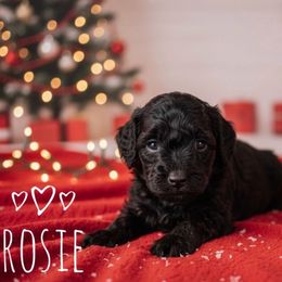 Rosie - Black and tan female Cavapoo puppy in Warrensburg, Missouri from Supreme Doodles
