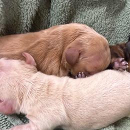 Girl 1 - Red female Dachshund puppy in Booneville, Mississippi from Haley's Dachshunds