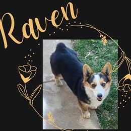 Raven - Pembroke Welsh Corgi