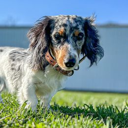 Dachshunds from Lucky B Dachshund