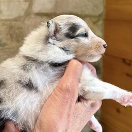 Shetland Sheepdog Puppies from Somerlake Shetland Sheepdogs