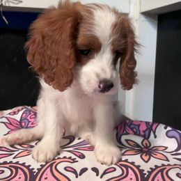Peaches - Blenheim female Cavapoo puppy in Ridgeville, South Carolina from Cavapoo Love Bugs