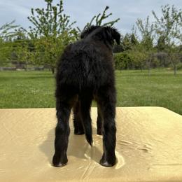 Silken Windhound Puppies from Luminous Silken Windhounds