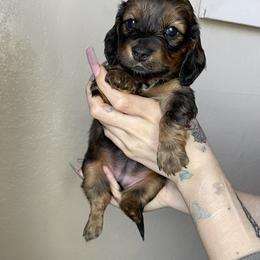 Dachshund Puppies from Monterey bay dachshund kennel