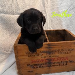 Jonathan - Black male Labrador Retriever puppy in Farmington, Missouri from Granite Creek Kennel