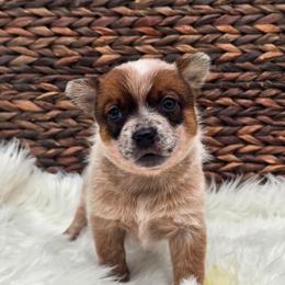 (Yellow) Red Female - Red speckled female Australian Cattle Dog puppy in Burleson, Texas from Bluebonnet Heelers
