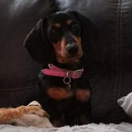Lola - Dachshund