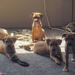 American Pit Bull Terrier Puppies from Axios Kennels