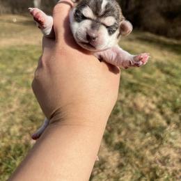 Bubona - Fawn and white female Chihuahua puppy in Delaplane, Virginia from CMW Interstellar Kennel
