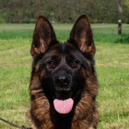 Anni - German Shepherd