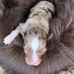 Newt- Blue Collar - Red merle male Australian Shepherd puppy in Newport, Rhode Island from Wildlings Australian Shepherds