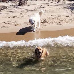 Golden Retriever All Grown Up from Highlander's Goldens of Howell
