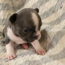Gibson (boy 2) - Blue male French Bulldog puppy in Cabool, Missouri from Shannon French Bulldogs
