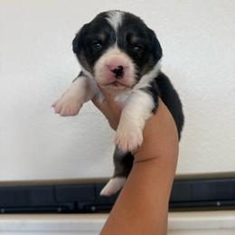 Rover - Black and tan male Pembroke Welsh Corgi puppy in Red Bluff, California from Wilder Ranch Corgis