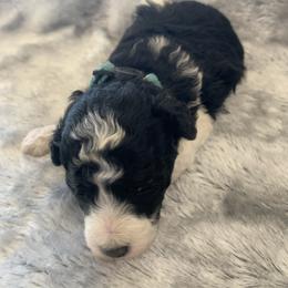 Scooter - Parti male Poodle puppy in Haddam, Kansas from Golden B Acres