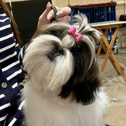 Macy - Shih Tzu