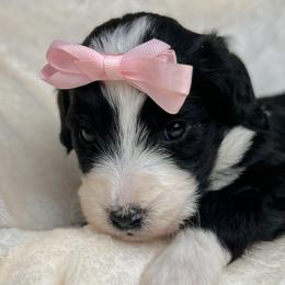 Attina - Bernedoodle puppy in Valrico, Florida from Shadow Kennels