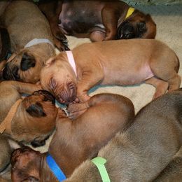 Rhodesian Ridgeback Puppies from Lower Ridge Farm