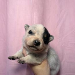 Megatron - Blue mottled male Australian Cattle Dog puppy in Rosharon, Texas from 4Surge Cattle Dogs