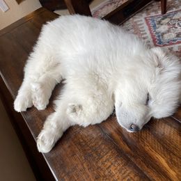 Great Pyrenees Puppies from Kings River Great Pyrenees
