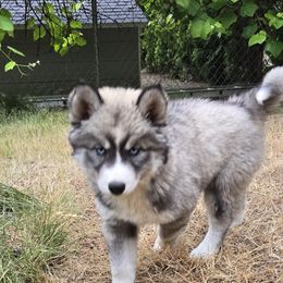 Tokyo - AKC - Gray and white female Siberian Husky puppy in Auburn, Washington from Black Diamond Siberian Huskies