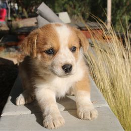 Girl 3 - Dilute red female Australian Shepherd puppy in Escondido, California from Hillside Aussies