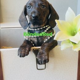 Lime - Brindle female Dachshund puppy in Leoma, Tennessee from Southbound Kennel