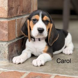 Carol - Black tan and white female Beagle puppy in Mansfield, Missouri from Rippee Creek Kennel