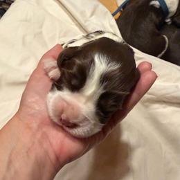 Girl 4- yellow - Liver and white female English Springer Spaniel puppy in Wells, Vermont from Everyday Sunshine Springers
