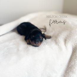 Ricotta - Black & tan female Maltipoo puppy in Huntsville, Texas from Nelson Creek Farms