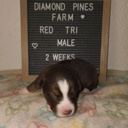 Grey - Red tri-color male Australian Shepherd puppy in Camp Verde, Arizona from Diamond Pines Farm