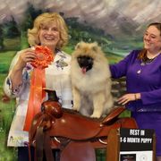 Keeshond Puppies from StarStruck Keeshonden