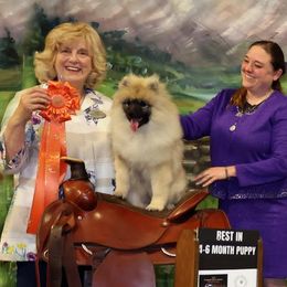 Keeshond Puppies from StarStruck Keeshonden