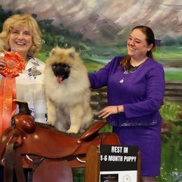 Keeshond Puppies from StarStruck Keeshonden