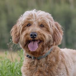 Coco - Goldendoodle