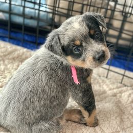 Australian Cattle Dog Puppies from Tin Roof Australian Cattle Dogs