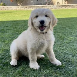 Goldendoodle Puppies from Cute as a Doodle