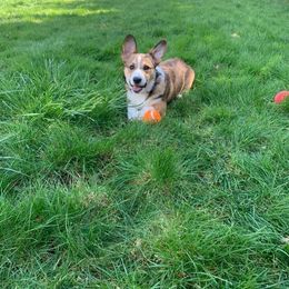 Cocker Spaniel and Pembroke Welsh Corgi Puppies from Sunflower Farms