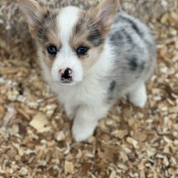 Pretty - Blue Pembroke Welsh Corgi puppy in Willcox, Arizona from C spear Corgis