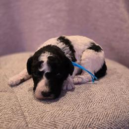 Spider-Man - Black and white male Sheepadoodle puppy in Ashton, Idaho from Kerr Kanine Ranch