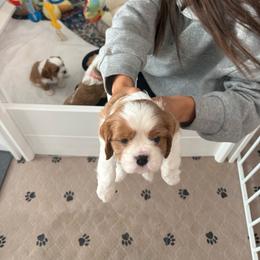 Boy 3 - Blenheim male Cavalier King Charles Spaniel puppy in Moreno Valley, California from Chris & Katie Cavaliers