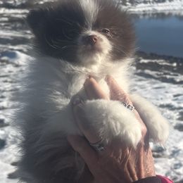 Reeses - Pomeranian puppy from Pomtastic Pomeranians