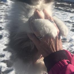 Reeses - Pomeranian puppy from Pomtastic Pomeranians